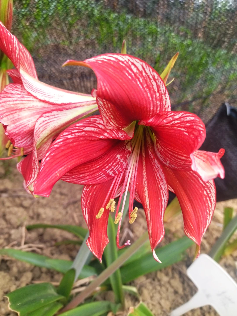 朱顶红赤蝶自然球直径6厘米