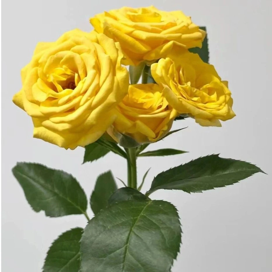 zb【多头晴天】云南鲜花基地直发家庭日常生活插花