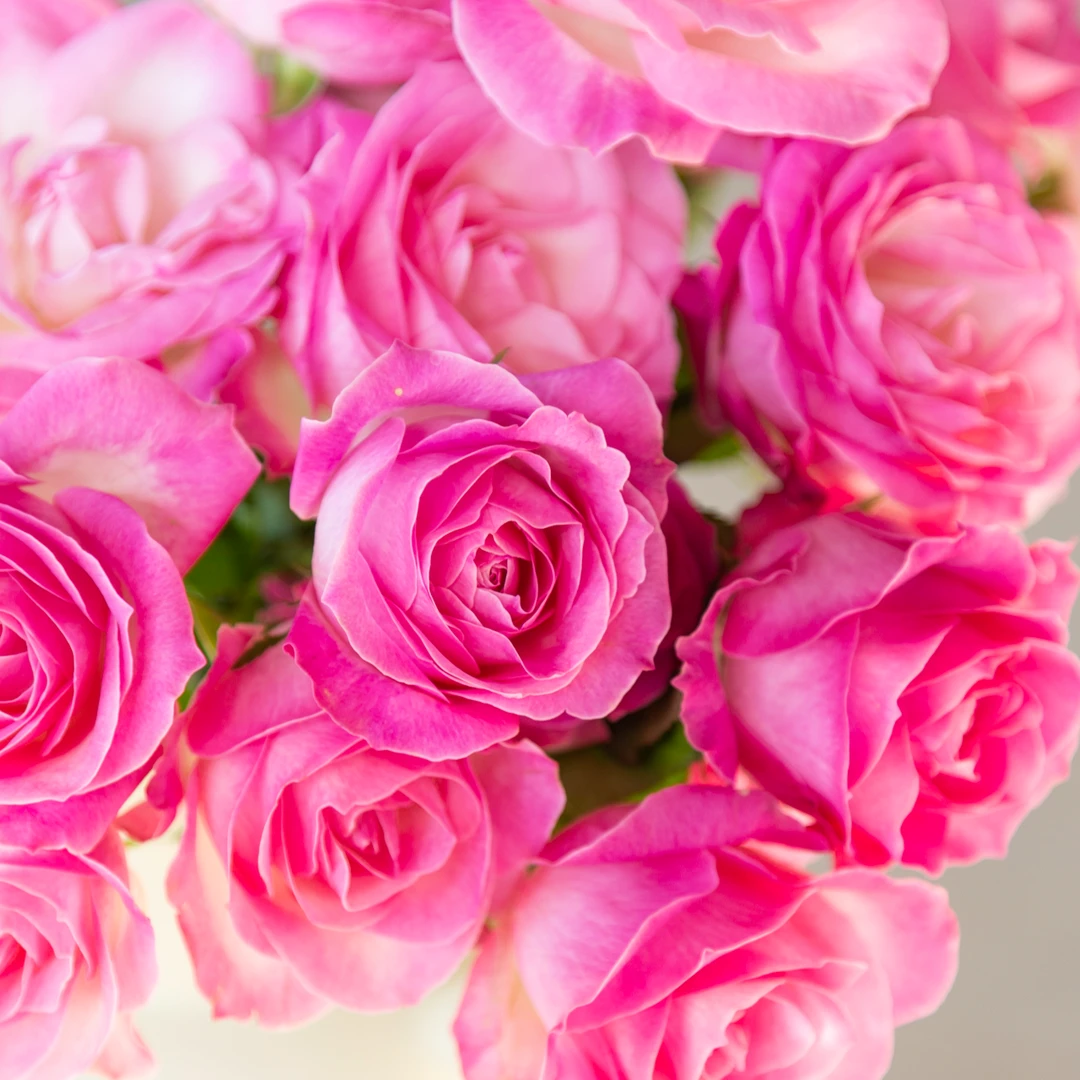 【糖果雪山】新森林玫瑰【任意两单包邮】【0度不拍保温棉，冻坏不售后】