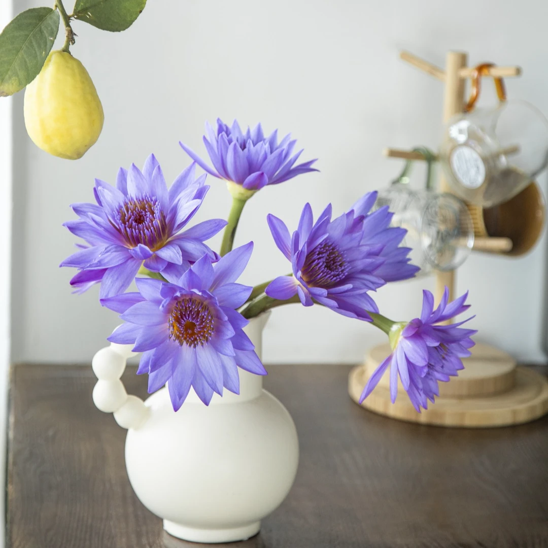 【睡莲】云南质量鲜花云南鲜花基地直发