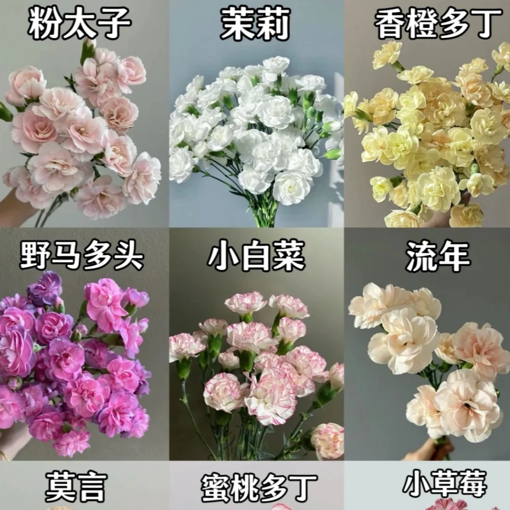zb【多头康乃馨】云南鲜花基地直发家庭日常生活插花