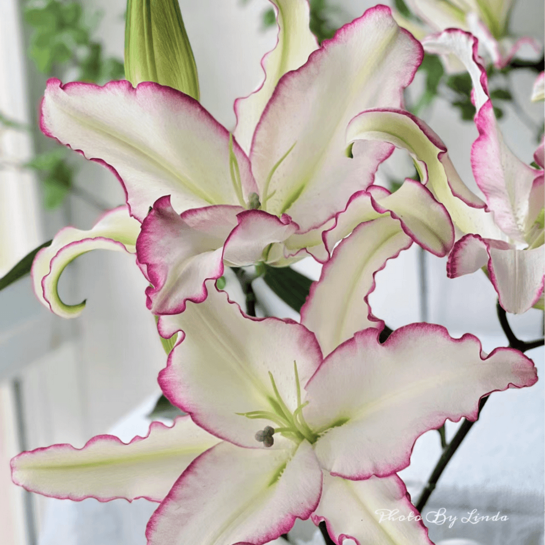 zb【唇彩百合】鲜花云南基地直采直发