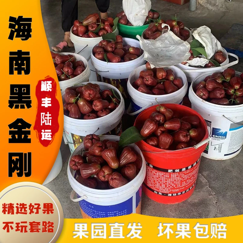 海南黑金刚莲雾果孕妇水果仙女水果精品清脆饱满清香汁水鲜甜爽口