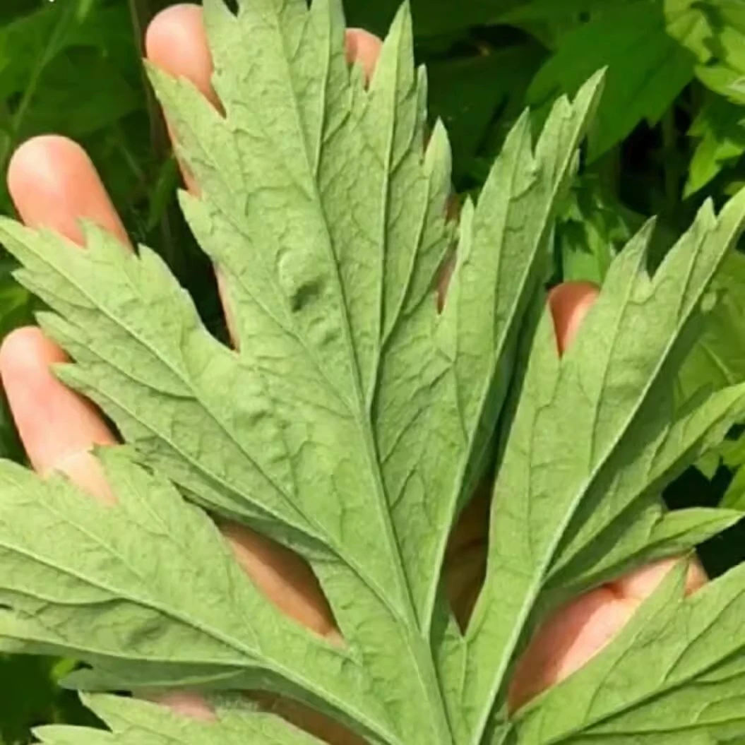 新鲜艾草根 五月艾根 艾叶根 艾草根 小叶艾根 现采艾草根 纯艾根