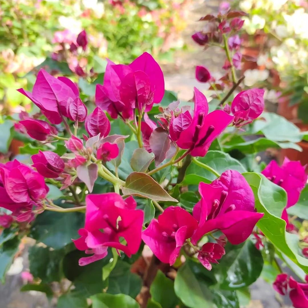 三角梅 黑玫瑰 多品种 基地直发 盆栽 一物一拍 以直播间实物为准