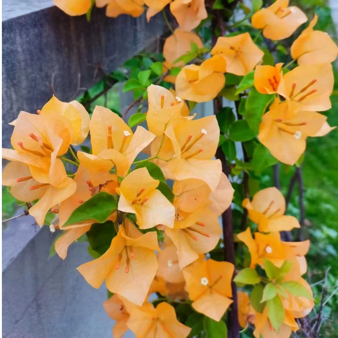 三角梅 加州黄 多品种 基地直发 盆栽 一物一拍 以直播间实物为准