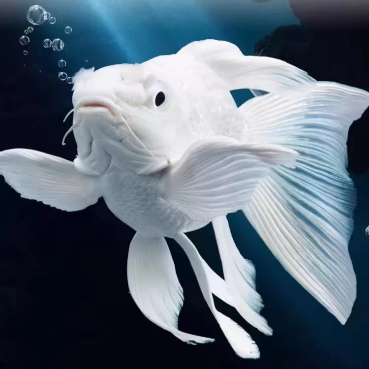 【宏泰渔场】精品蝴蝶鲤球体11-13厘米大尺寸 顺丰包邮