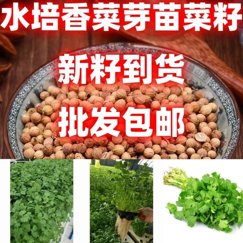 水培香菜芽苗菜种子四季蔬菜种子无土栽培水培香菜芽苗菜籽蔬菜种
