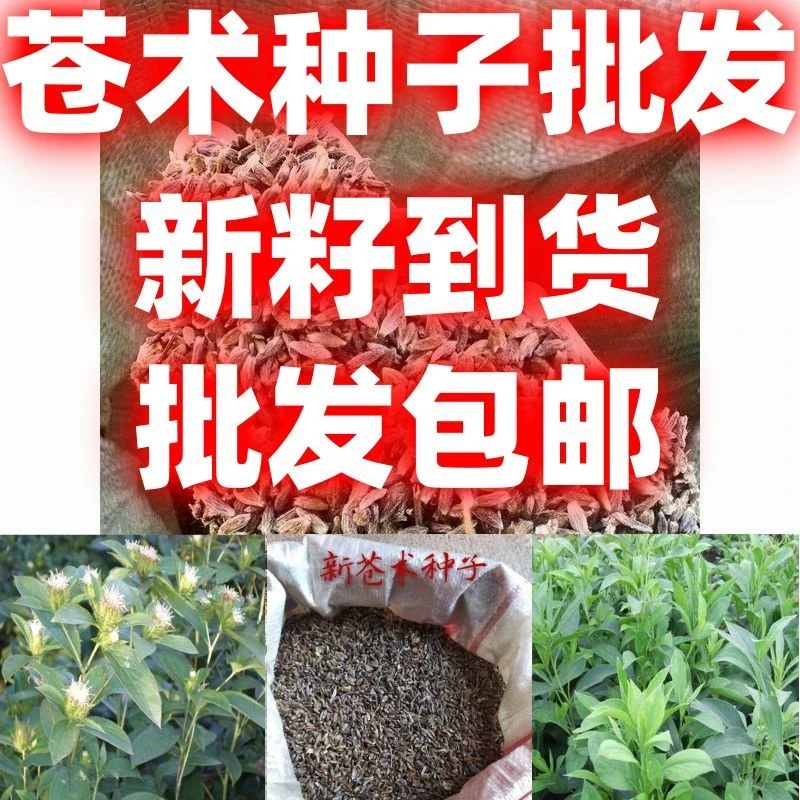 中药材种籽苍术种子简单易种论斤卖苍术种子苍术种子苍术种籽好种
