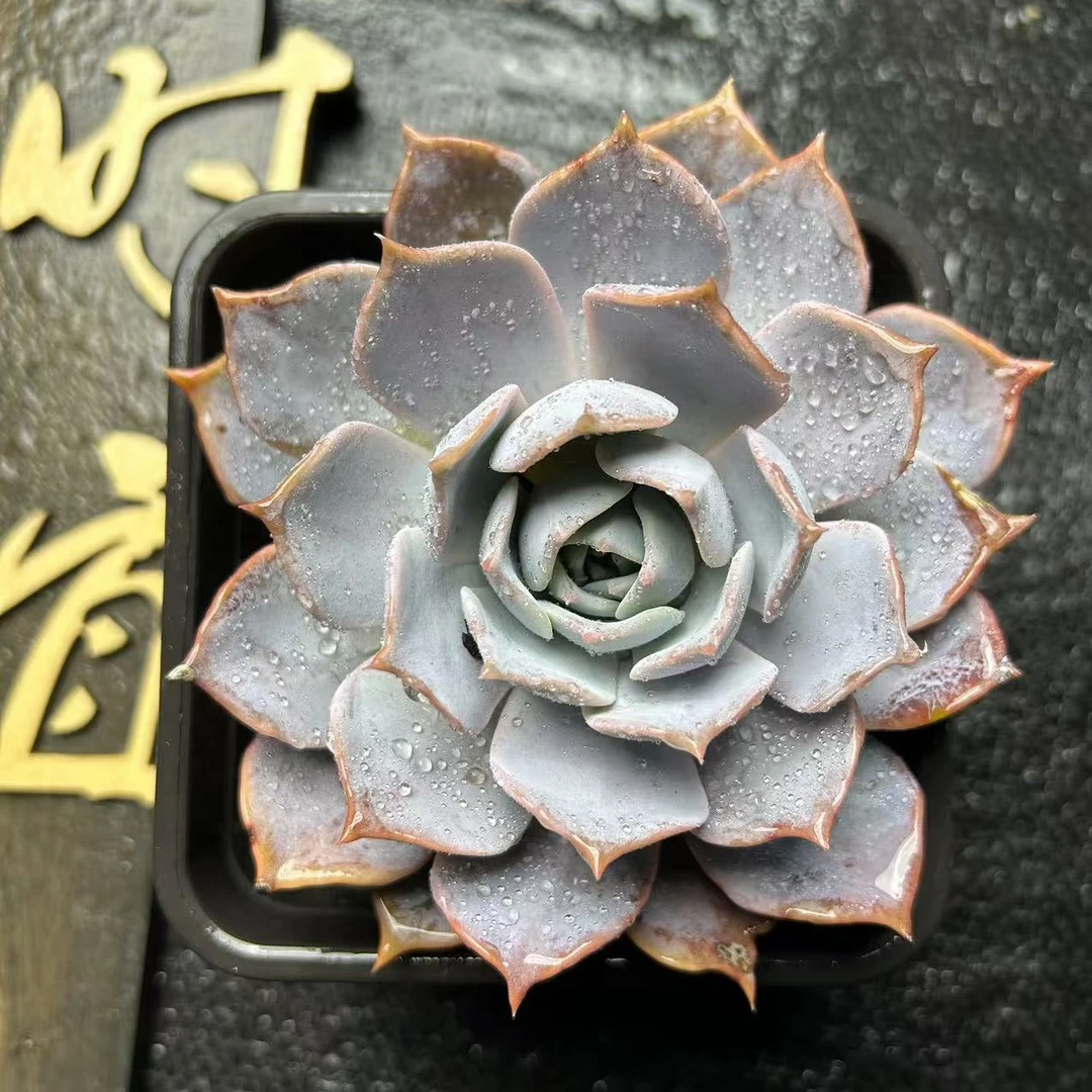 露西娜 时宜多肉 精控精养 脱土裸根发货 冠幅9公分起新手好养