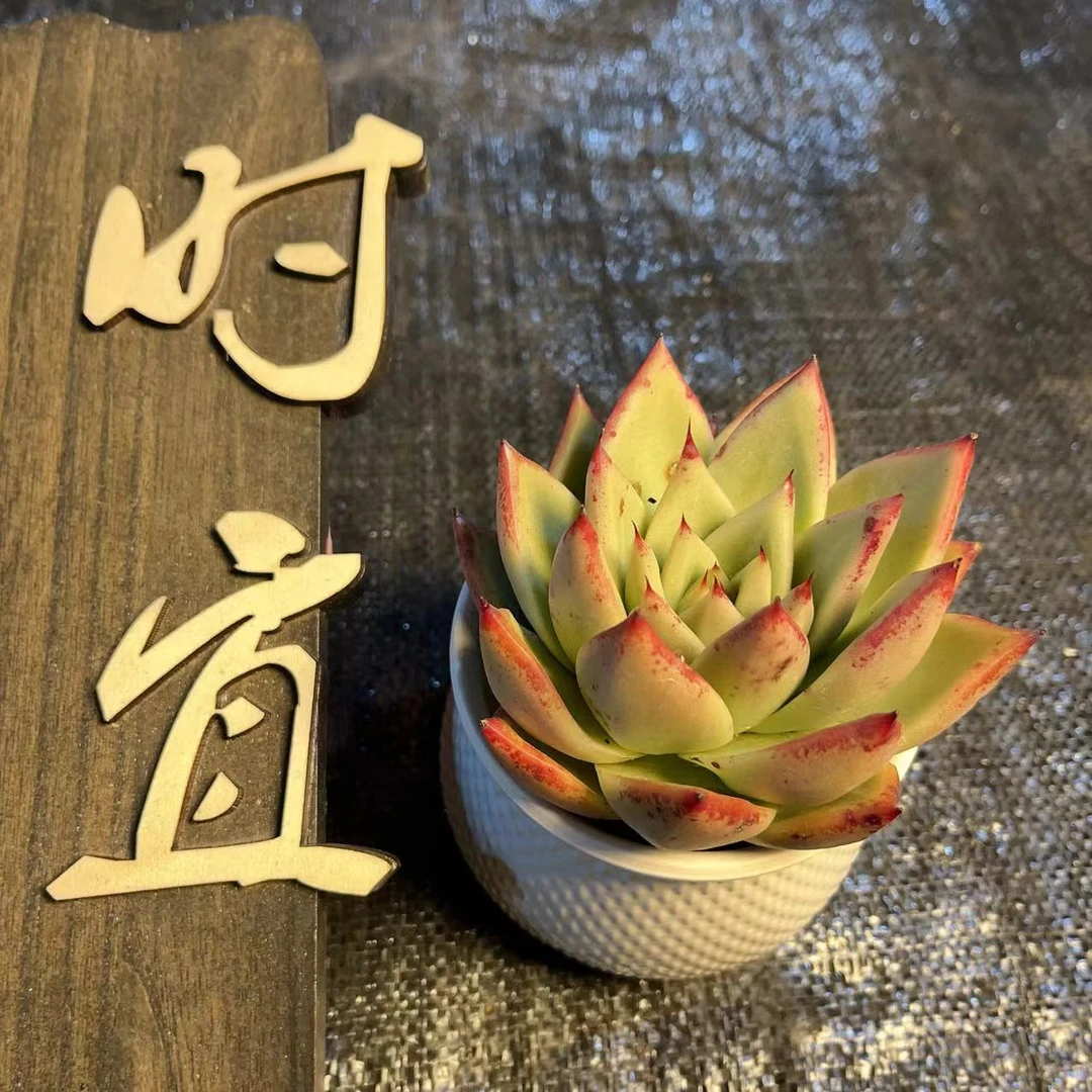 时宜多肉  乌木   好养  一单包邮 老桩