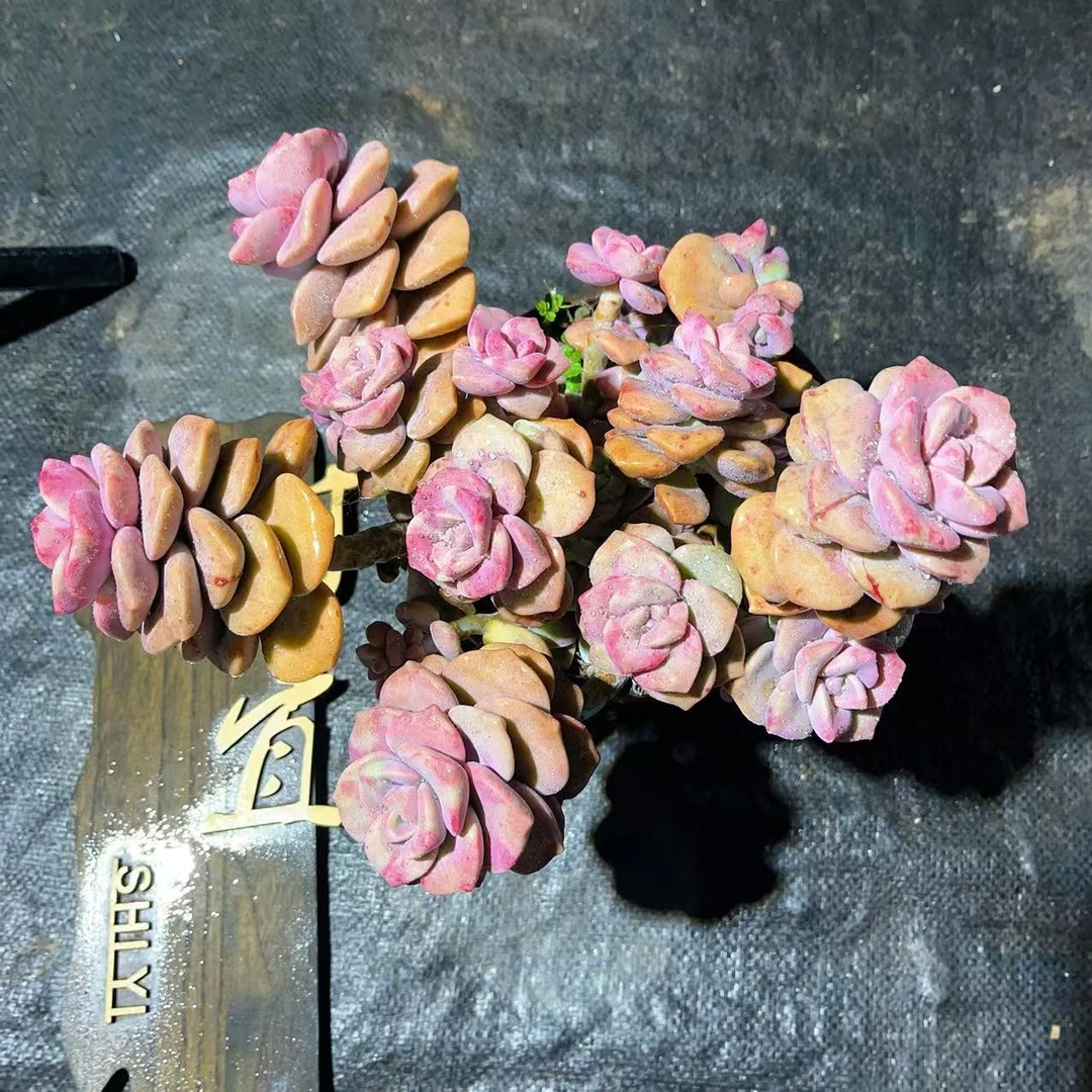 紫乐石化锦 时宜多肉 新手好养 自然拉丝锦 一单包邮 脱土发货