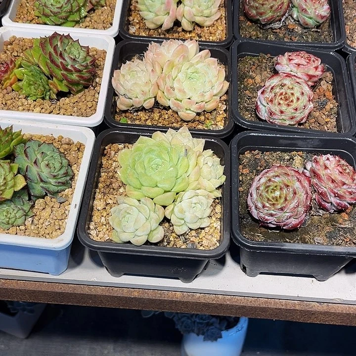 白女王多肉脱土发货，一单包邮