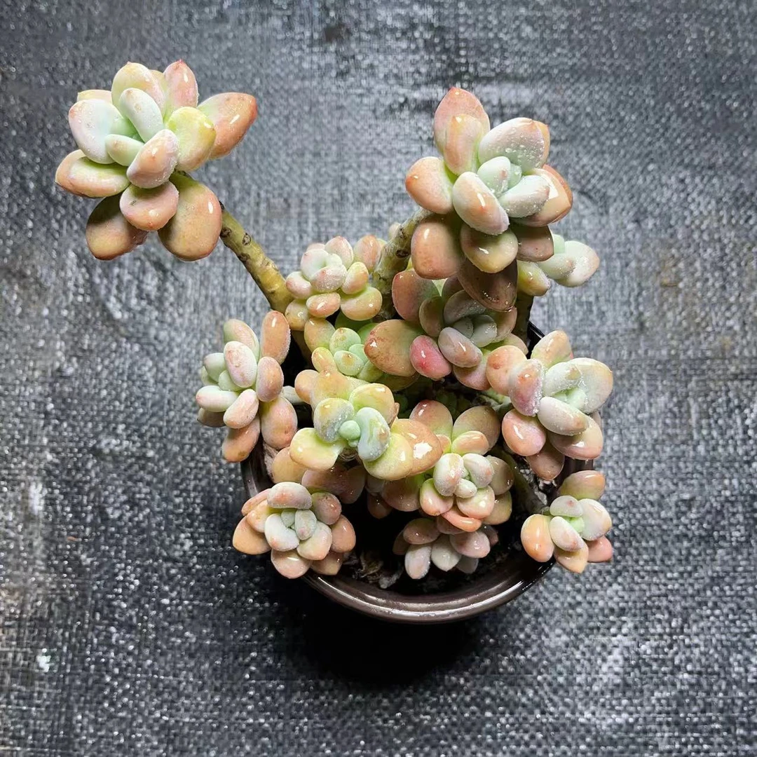 香水洛神 时宜多肉 出颜色 脱土裸根发货 一单包邮 新手好养