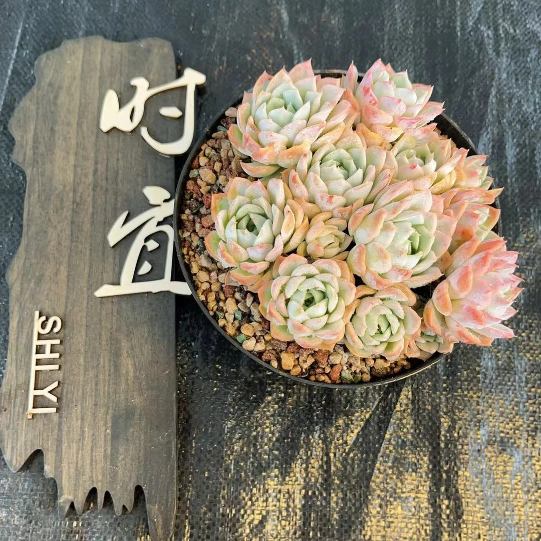 约瑟琳 多头 多肉植物全状态 粉色系 好看 新手好养 冠幅15公分