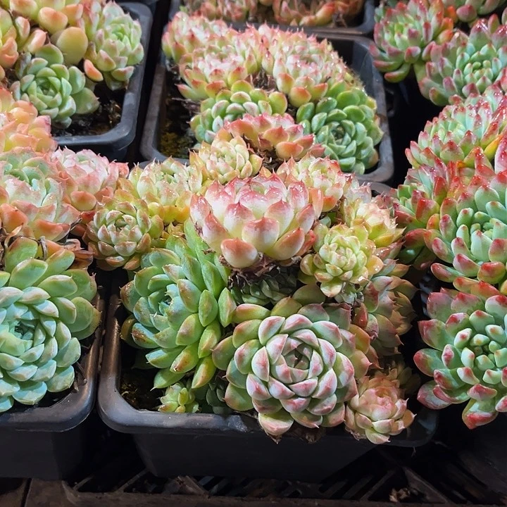 香水月影新手入门好养dense