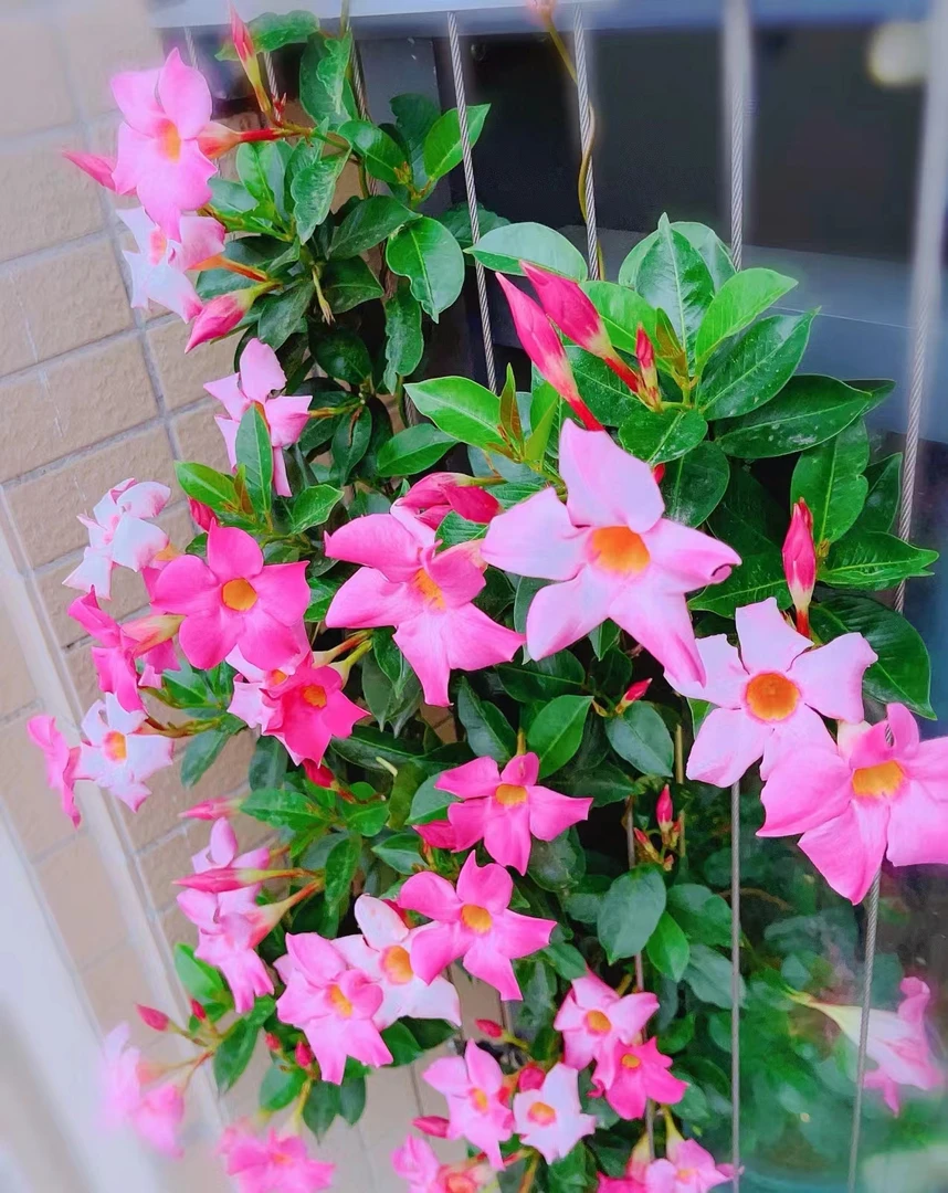 木涧花坊 飘香藤盆栽爬藤多年生耐热耐晒易上手庭院阳台室内外