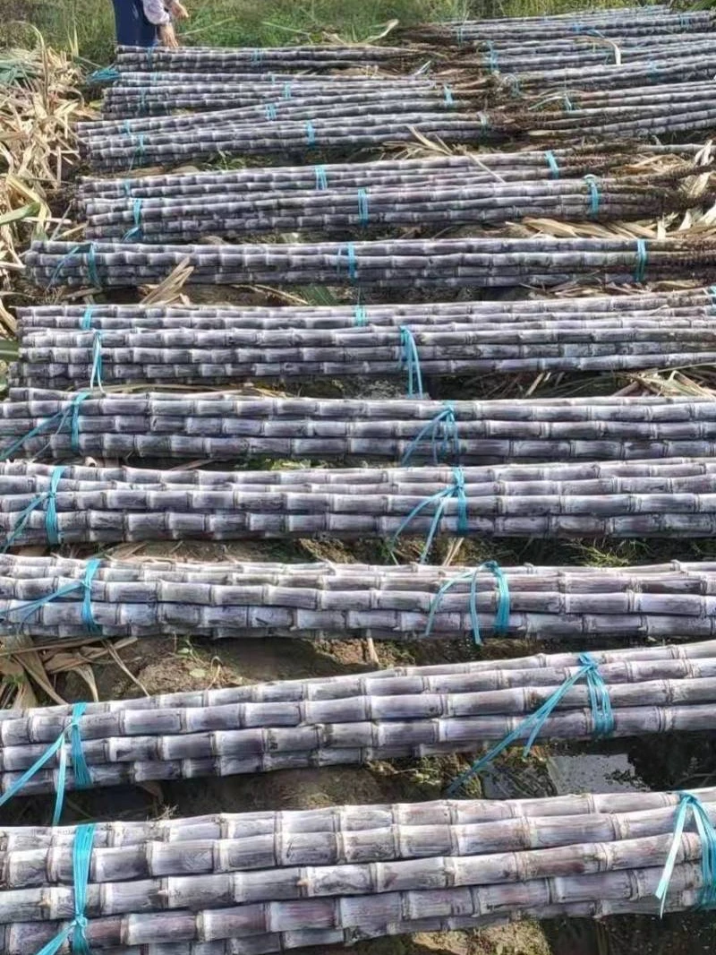 正宗广西黑皮水果甘蔗新鲜现砍应季水果5斤9斤脆甜多汁【坏果包赔】