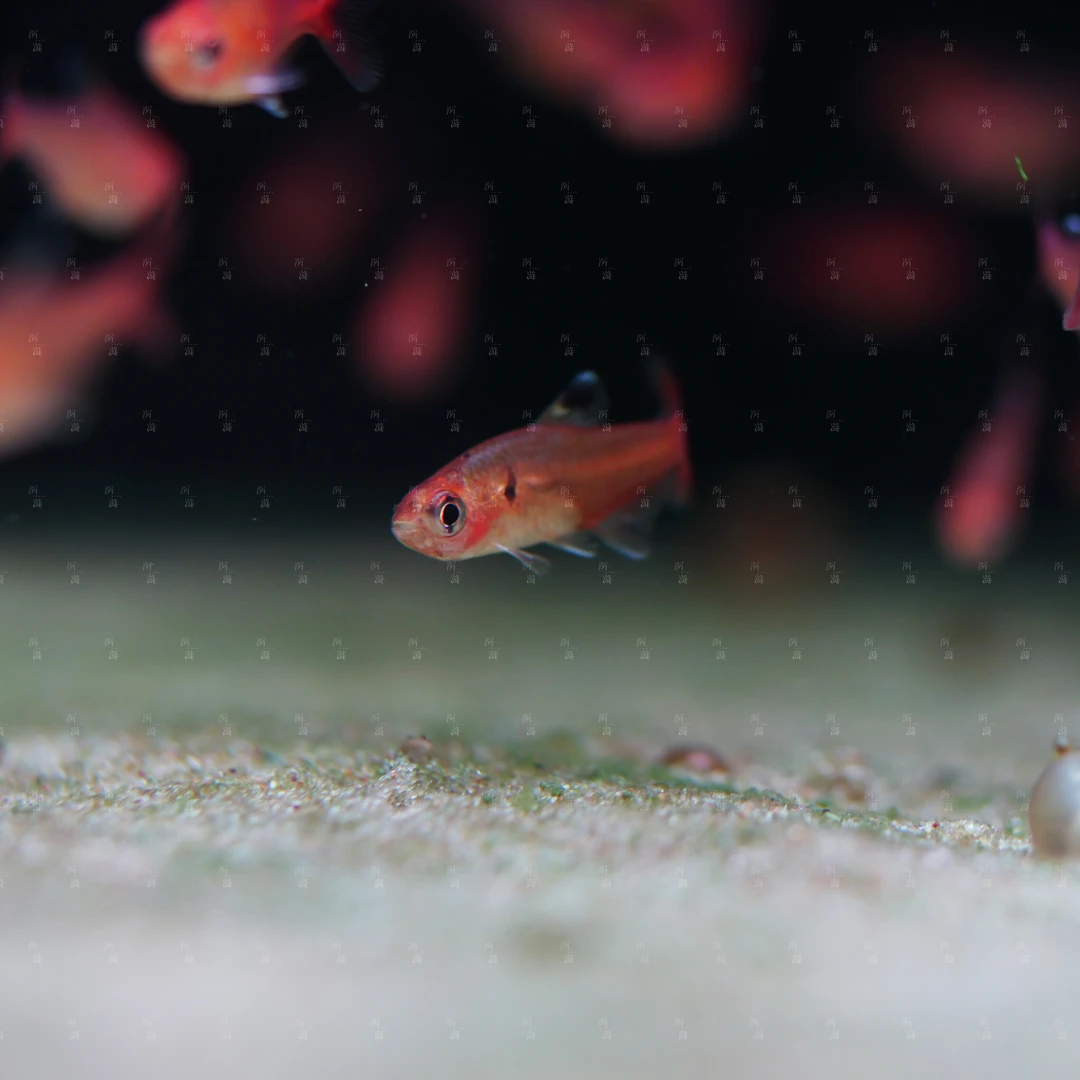 橘炎水晶旗 南美观赏鱼 扯旗