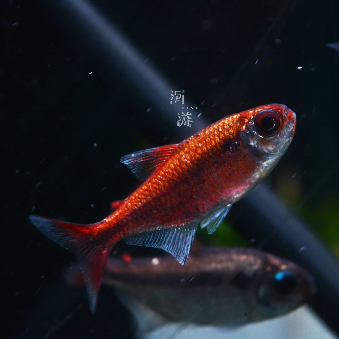 白金红月可卡 南美观赏鱼热带鱼灯科鱼养鱼