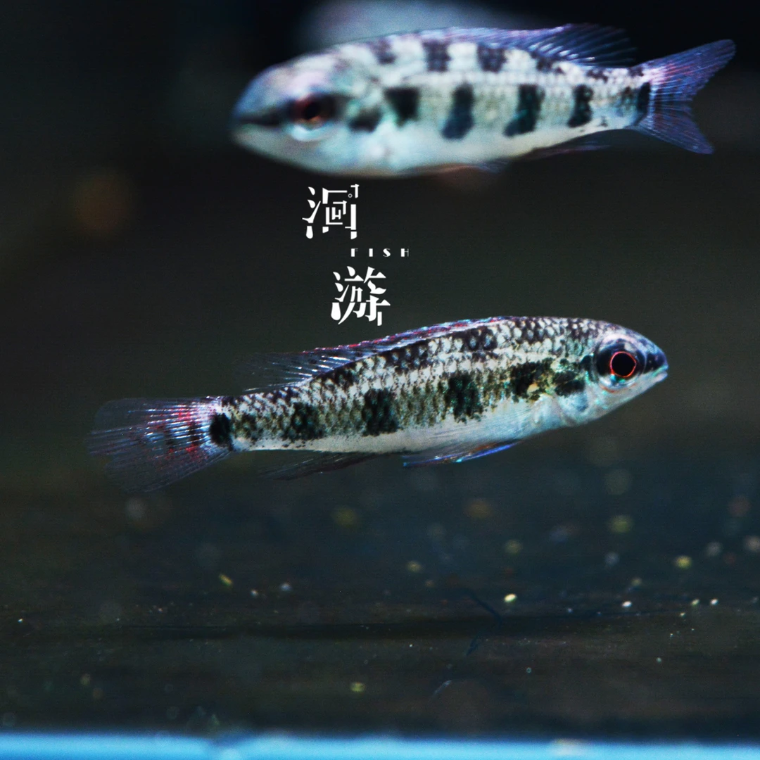 黑鳍皇冠棋盘短鲷，D18短鲷，女王短鲷，南美热带观赏鱼