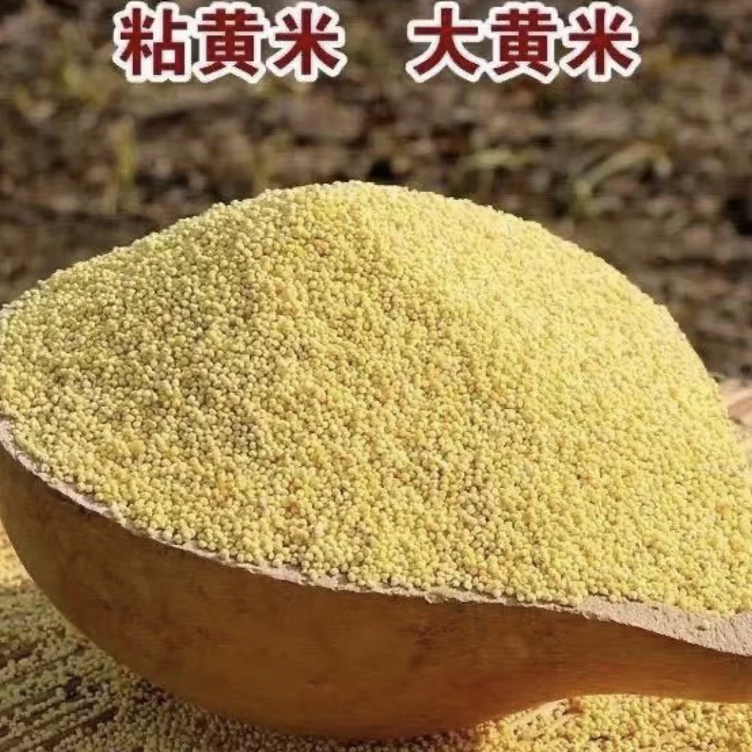 【三心专属】东北粘大黄米5斤包邮