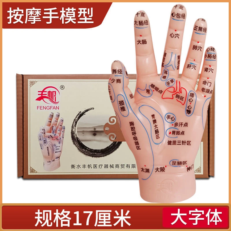 按摩手模型反射区人体针灸模型男女穴位经络针灸中医位手图17厘米