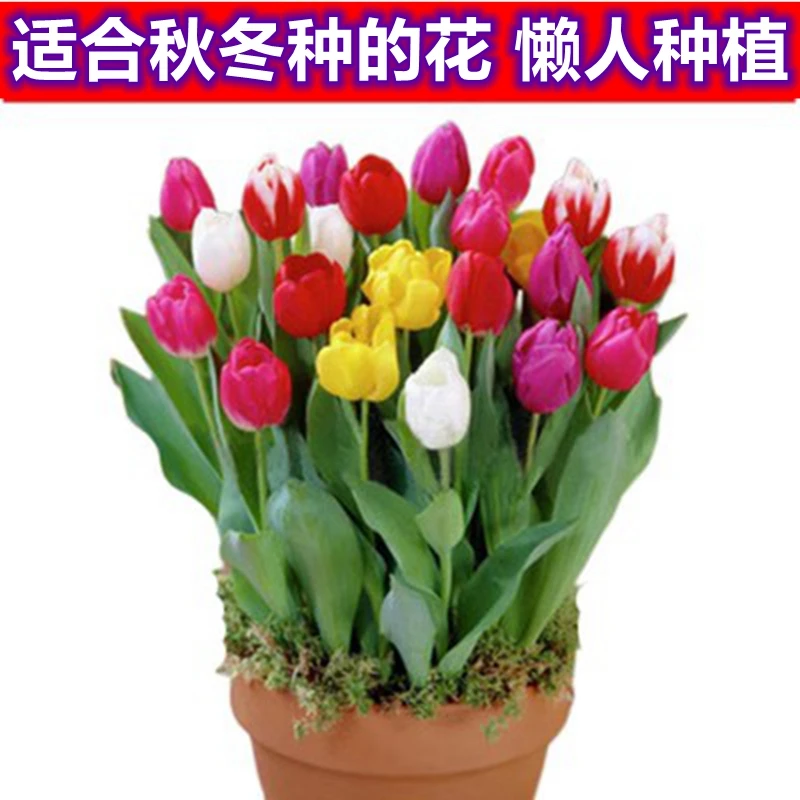 进口郁金香种球荷兰水培观花植物阳台盆栽耐寒多年生绿植花卉包邮