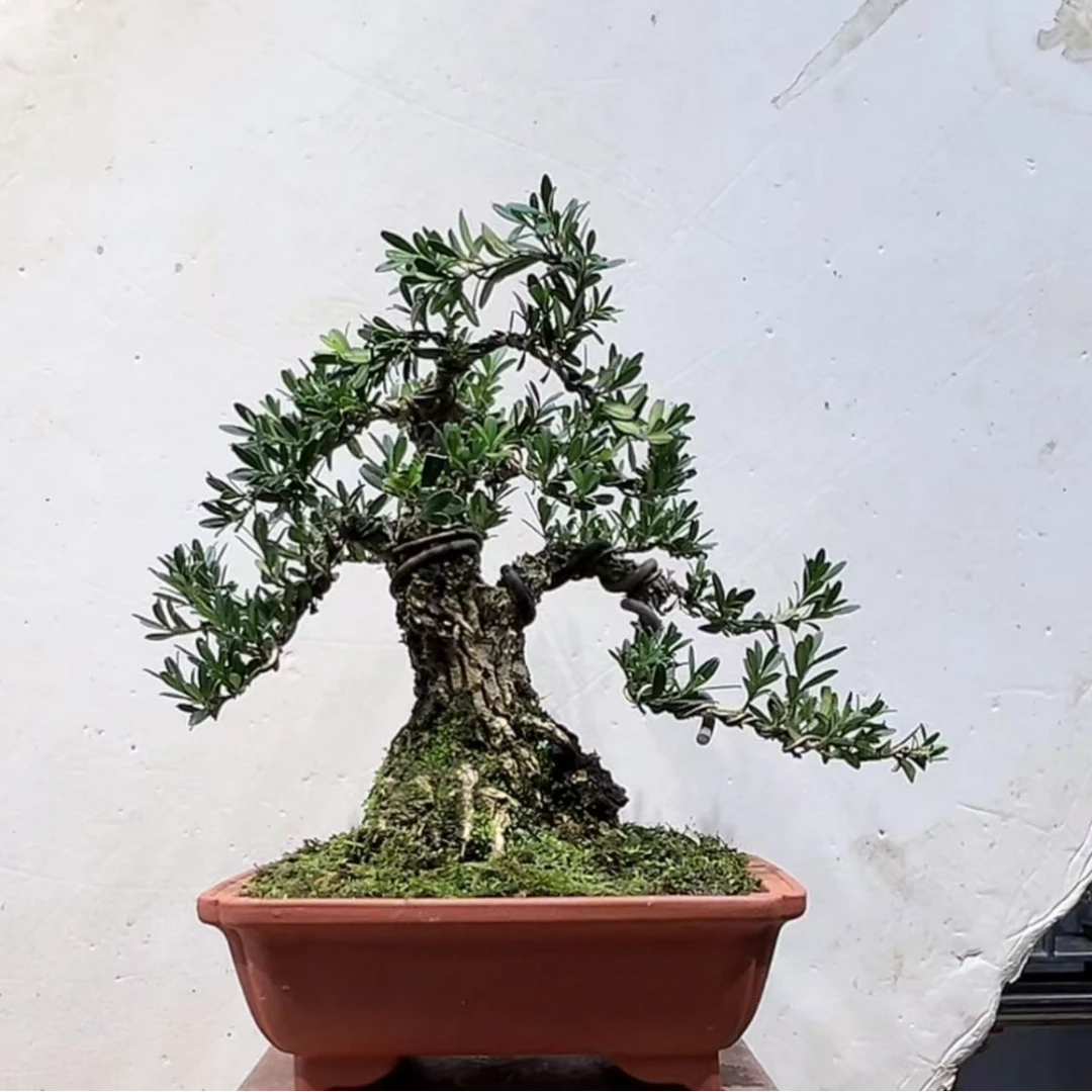 雀舌皱皮黄杨盆景