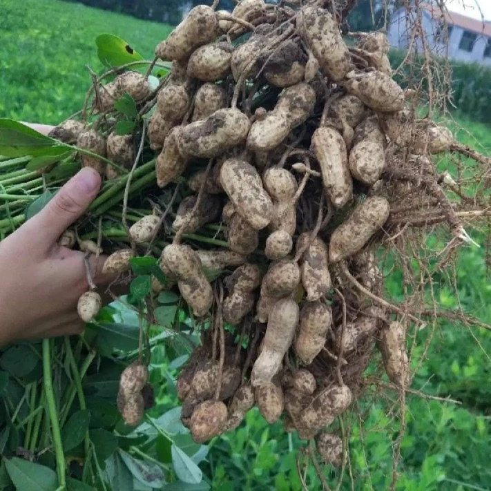 新鲜湿花生，优质土壤种植，颗颗饱满多汁，具有独特口感和营养价值。
