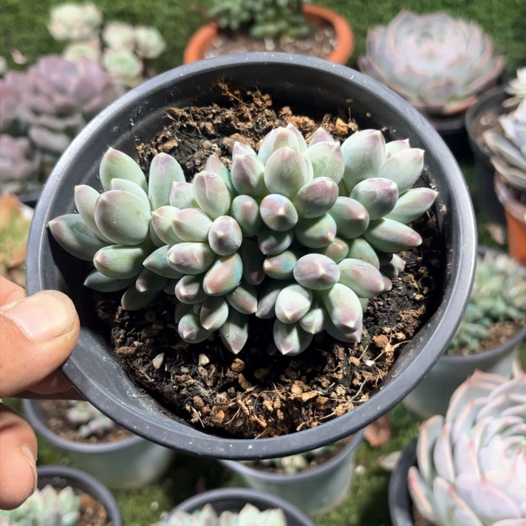 松果美人朵朵多肉