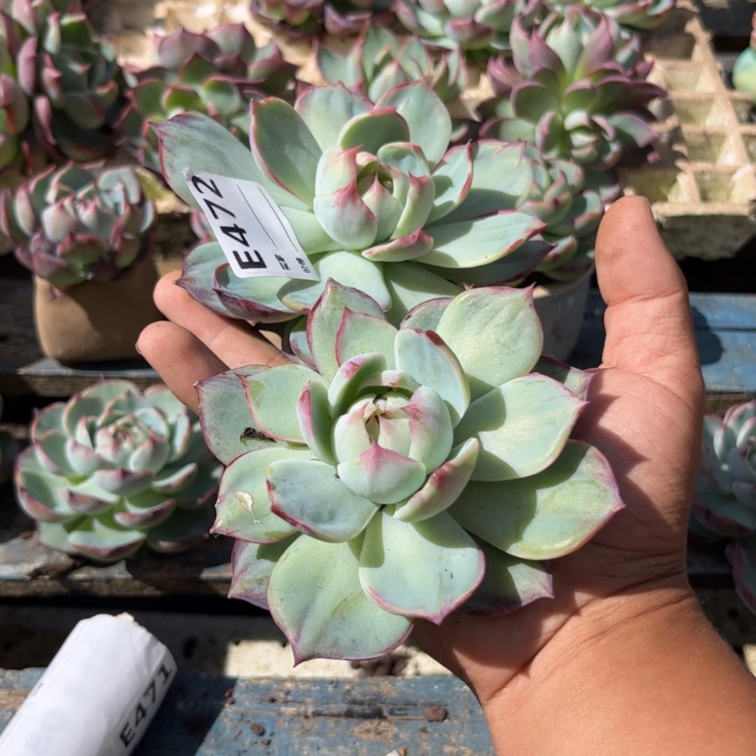 许*惊鸿仙子472号多肉植物