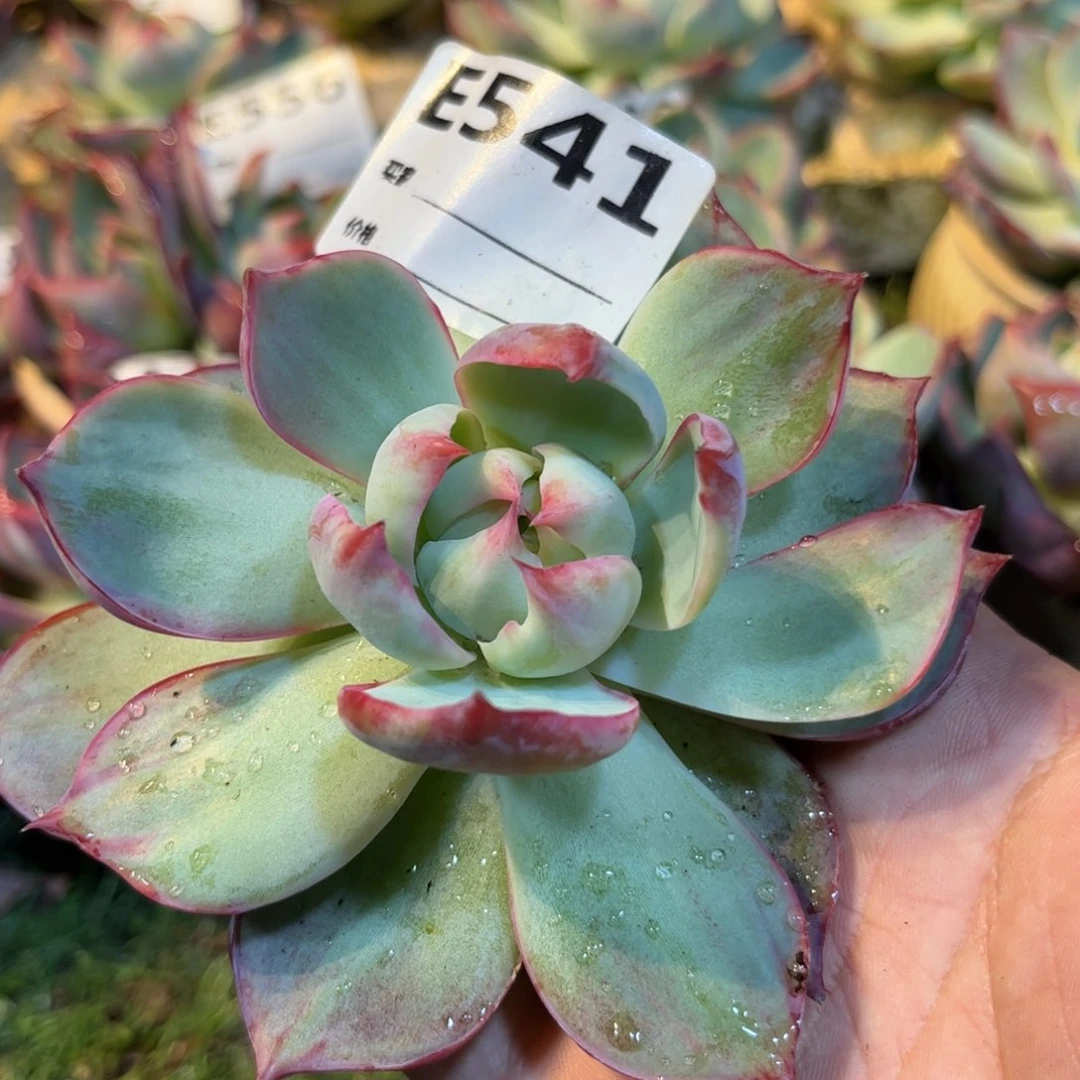 惊鸿仙子541号楼