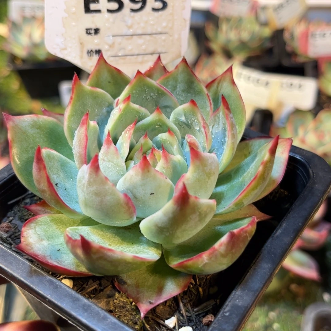 惊鸿仙子593号楼