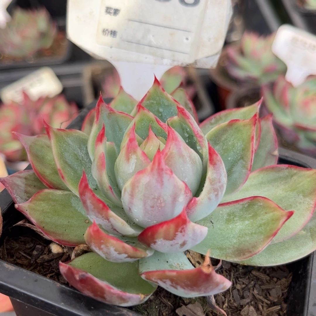 惊鸿仙子558号楼