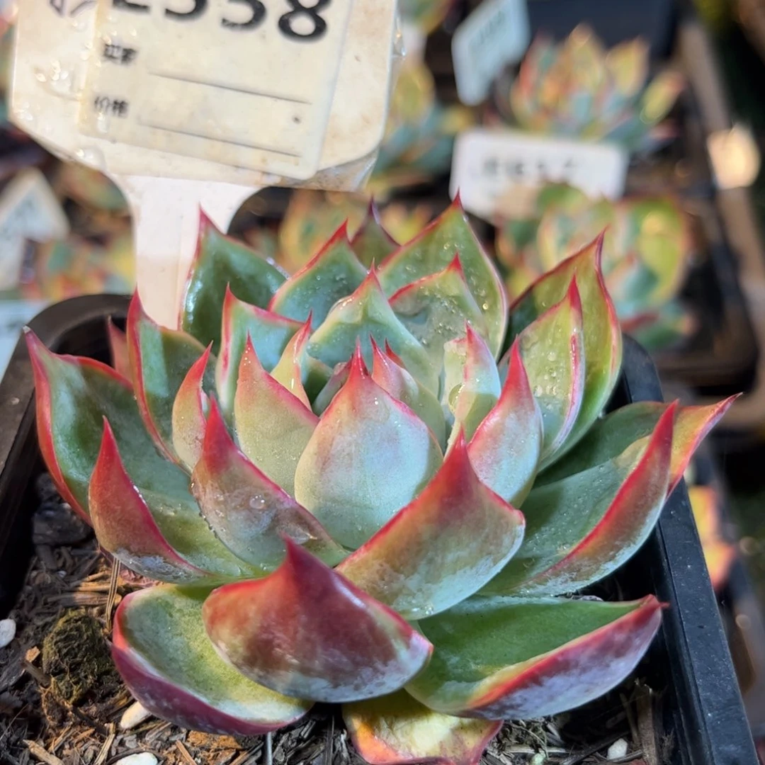 惊鸿仙子558号楼