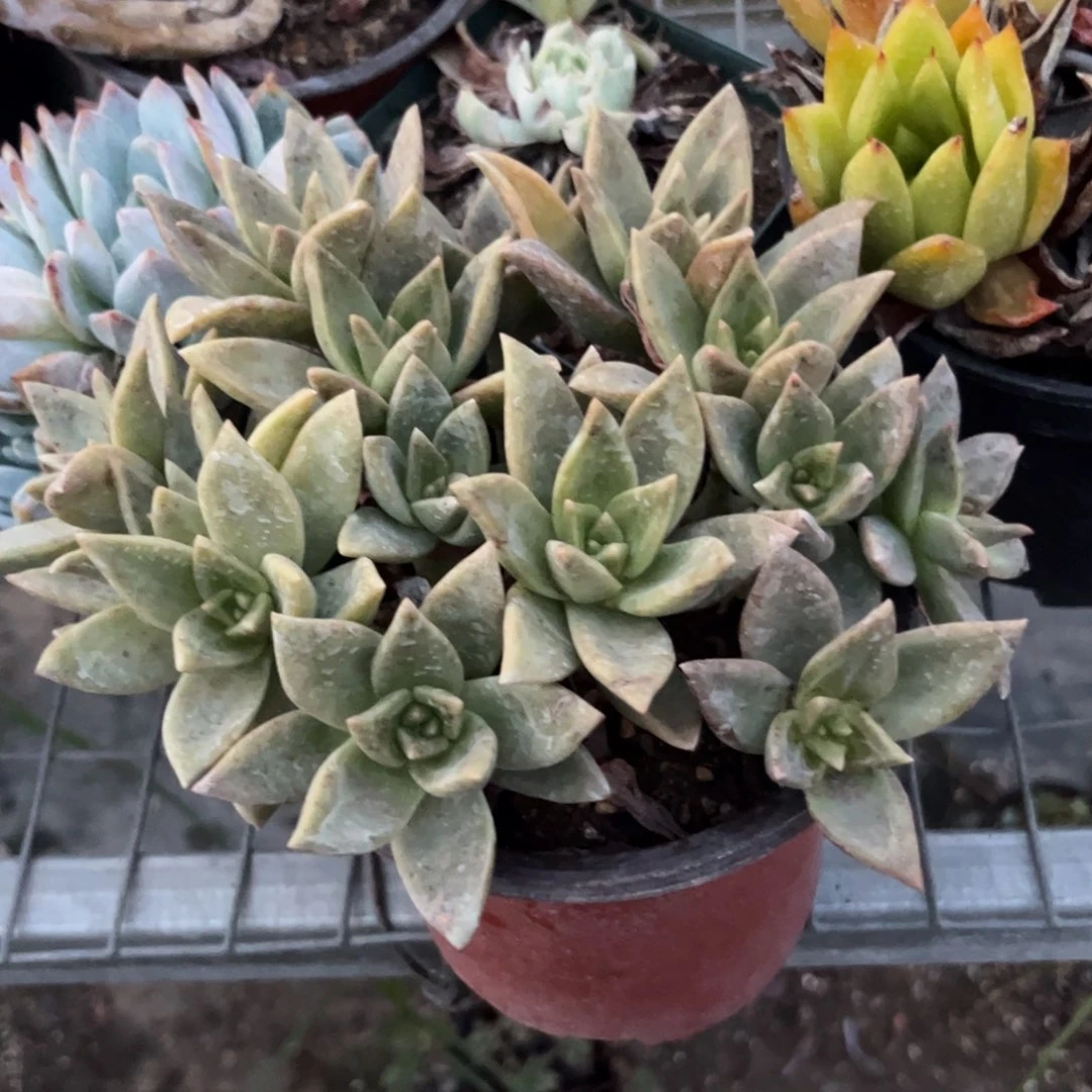 黄金便利哪多肉植物