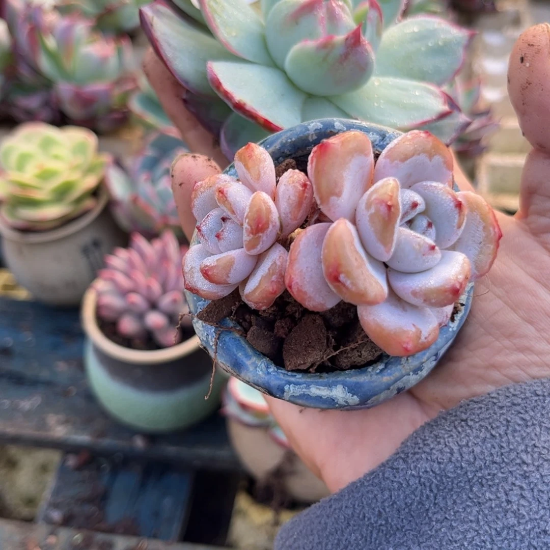 薰****?惊鸿仙子加其他多肉468