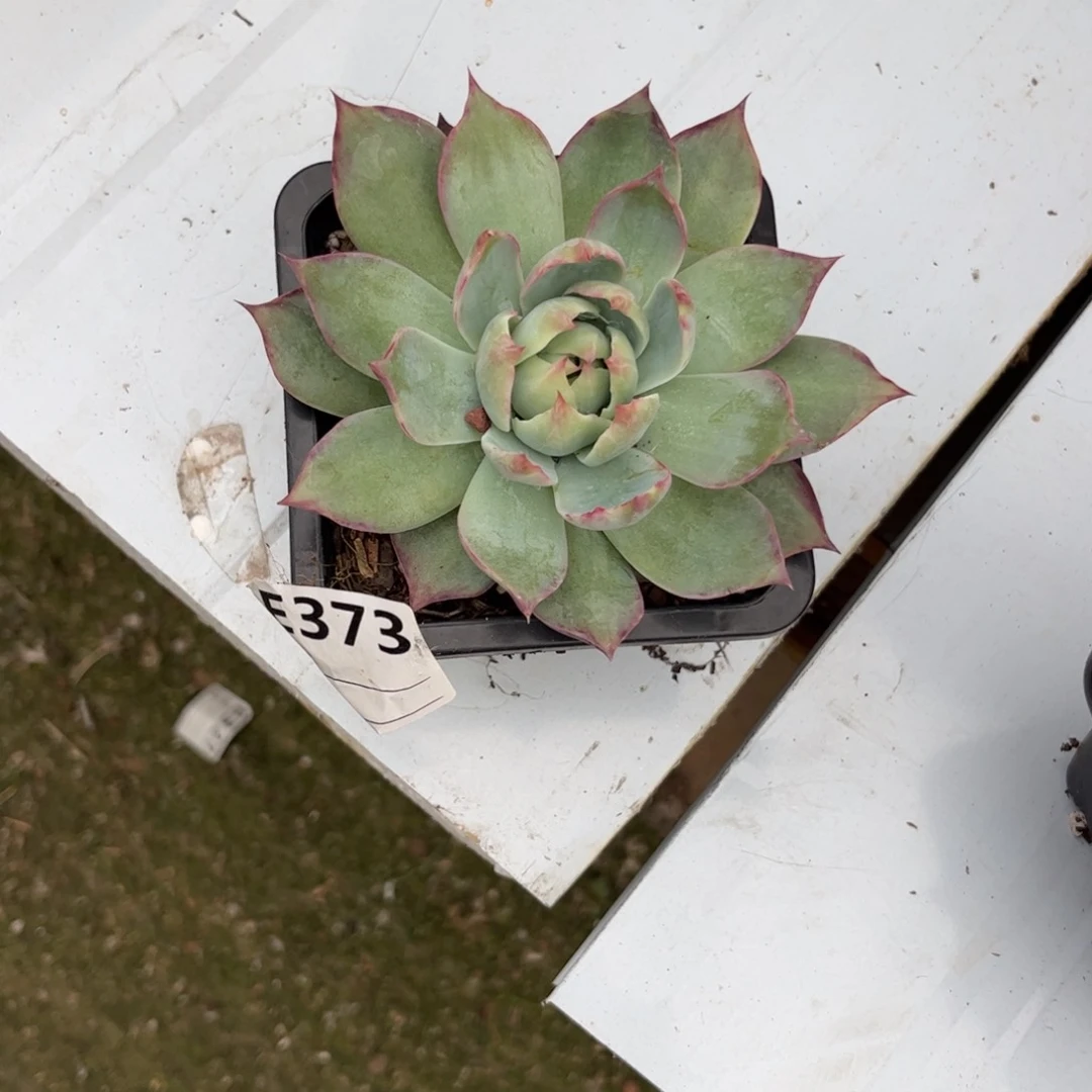 薄*糖惊鸿仙子373号楼