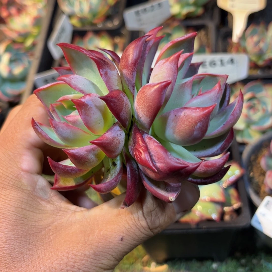 惊鸿仙子模特多肉植物