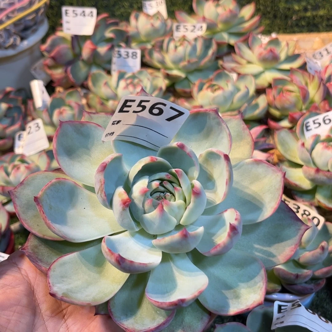 惊鸿仙子567号楼