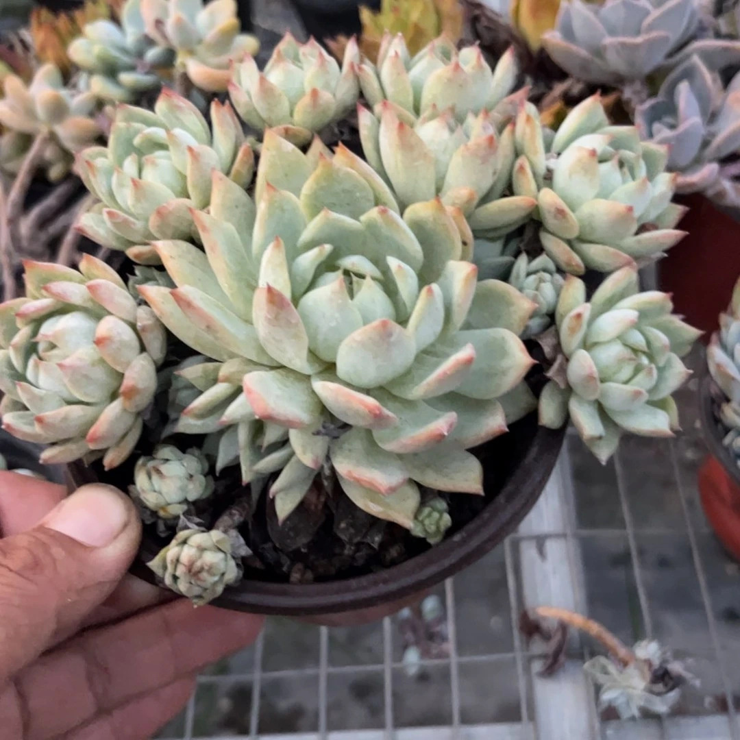 迪比多肉植物保护研究所