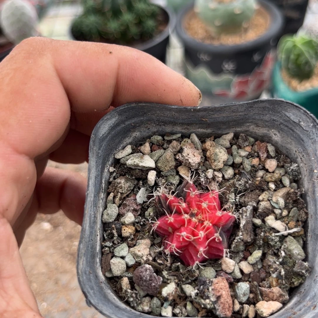 老*Y多肉植物保护研究所