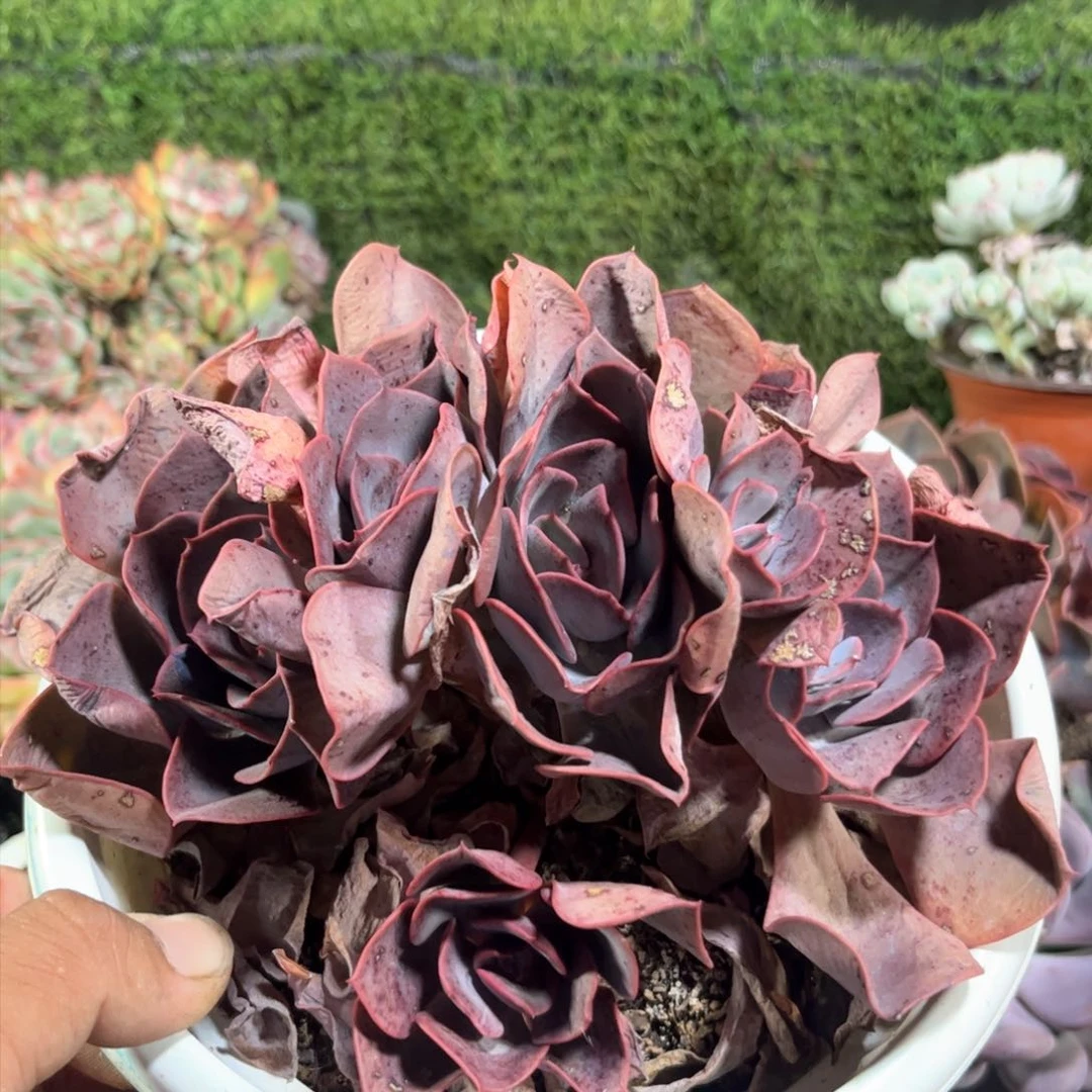 尘埃玫瑰朵朵缀多肉
