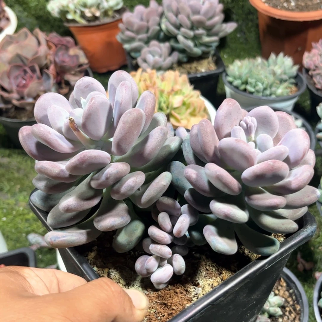 月美人多肉植物保护