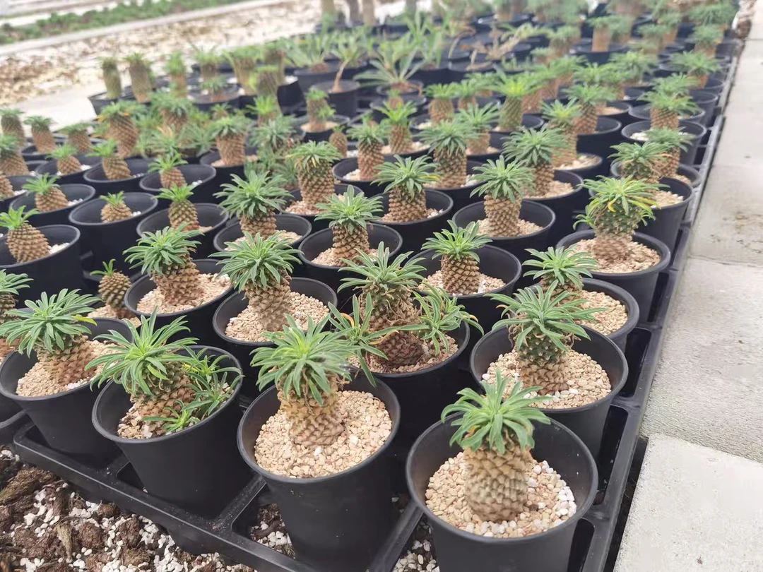 铁甲麒麟多肉植物高7厘米左右58.8包邮量拍