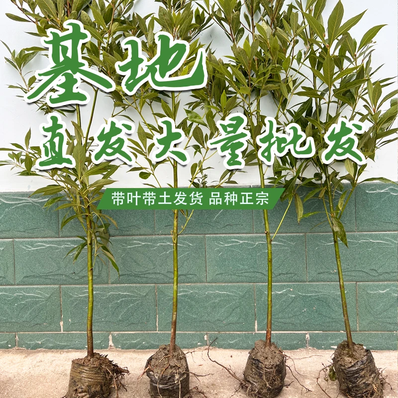 四川小叶桢楠苗1.5米高度2棵
