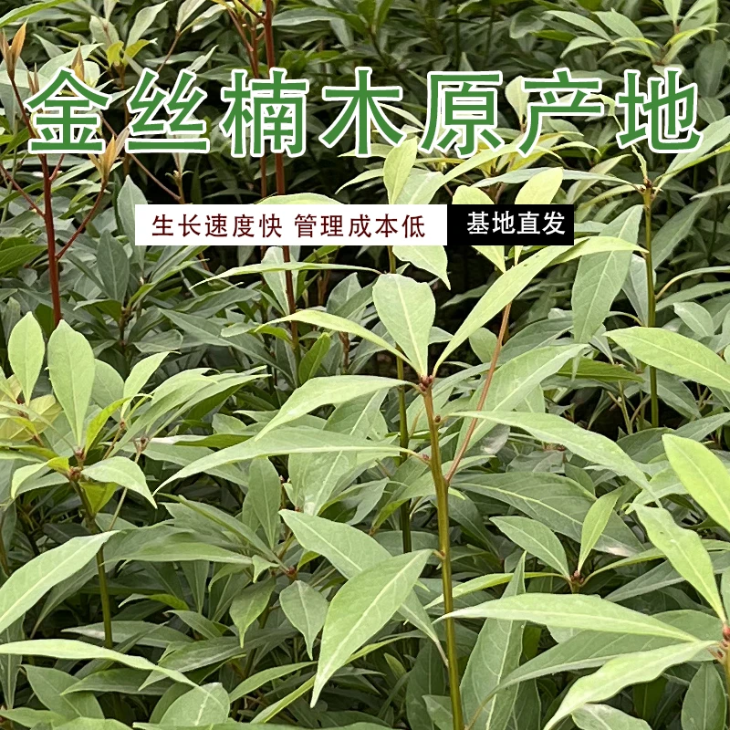 正宗小叶桢楠苗子地径1.8--2公分2棵