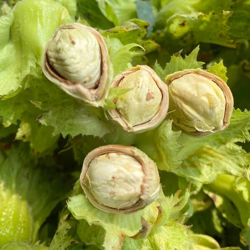 2025新鲜绿皮大榛子5斤包邮东北水瓤青皮榛子水仁大榛子