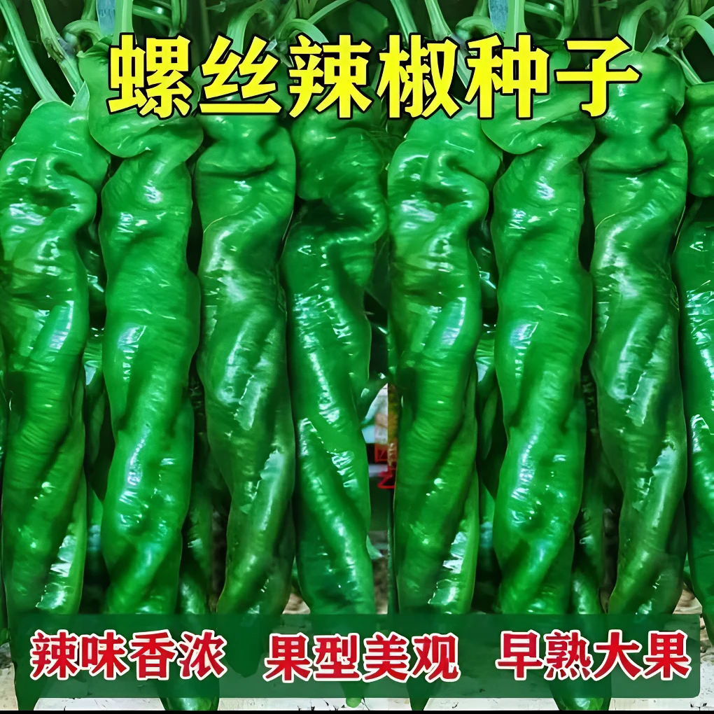 螺丝椒种籽尖椒皮薄香辣大果高产物大陇椒世陇无公害螺丝椒种子